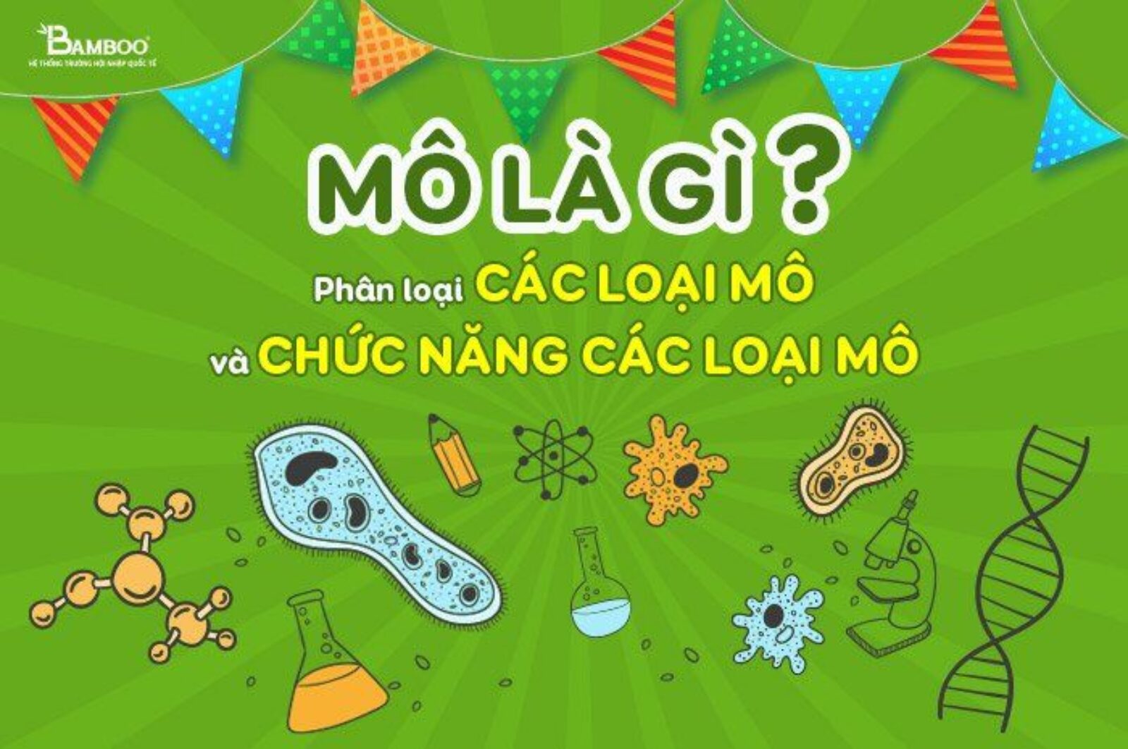 Mô là gì? Phân loại các loại mô và chức năng các loại mô