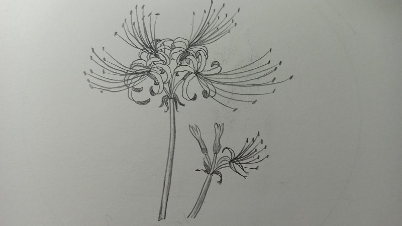 Cách vẽ hoa đơn giản - Hoa Bỉ Ngạn